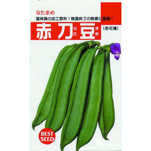ナタマメ 種 【 赤刀豆 】 種子