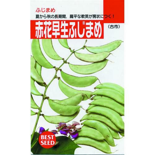 ふじ豆 種 【 赤花早生ふじ豆 】 種子