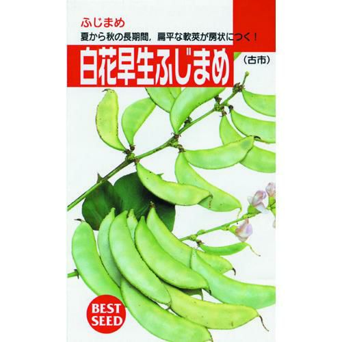 ふじ豆 種 【 白花早生ふじ豆 】 種子