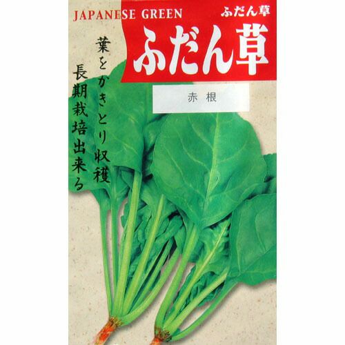 漬け菜 種 【 赤根ふだん草 】 種子