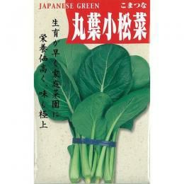 小松菜 種　丸葉小松菜 【一般種】 50ml