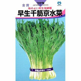 水菜 種 【 早生千筋京水菜 】 種子