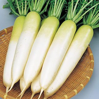 大根 種 【 冬自慢 】 種子
