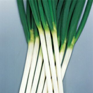 ネギ 種 【 春扇 】 種子