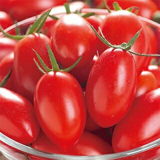 ミニトマト 種 【アイコ】 ペレット200粒