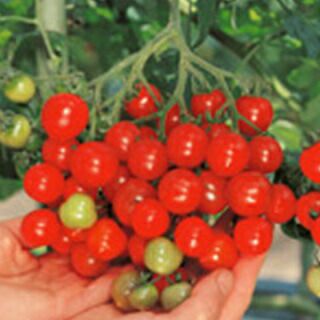 ミニトマト 種 【キャロル７】 ペレット200粒(缶入）