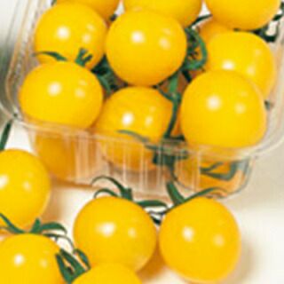 ミニトマト 種 【イエローキャロル】 ペレット200粒
