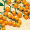 ミニトマト 種 【オレンジキャロル】 ペレット200粒