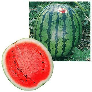 スイカ 種 【金山】 200粒