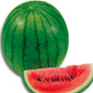 スイカ 種 【紅こだま】 100粒