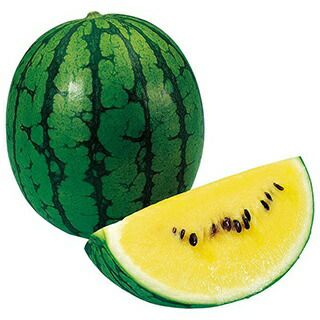 スイカ 種 【ミゼット】 100粒