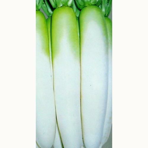 大根 種 【 YRくらま 】 種子 2dl缶