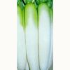 大根 種 【 YRくらま 】 種子 2dl缶