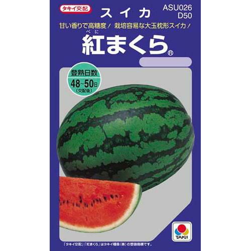 スイカ 種 【 紅まくら 】