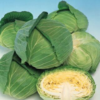 キャベツ 種 【 彩風 】