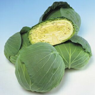キャベツ 種 【 彩里 】