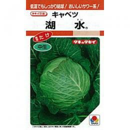 キャベツ 種 【 湖水 】