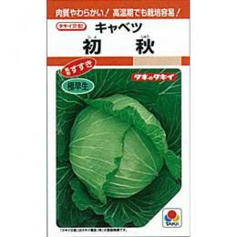 キャベツ 種 【 初秋 】