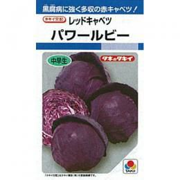 キャベツ 種 【 パワールビー 】