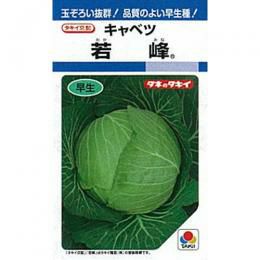 キャベツ 種 【 若峰 】 種子 L5千粒