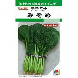 【 みそめちぢみ菜 】 種子