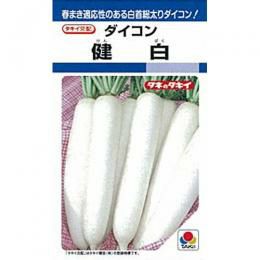 大根 種 【 健白 】 種子 2dl缶