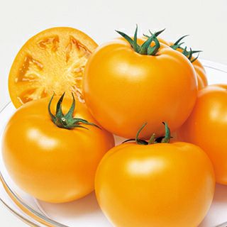 大玉トマト 種 【桃太郎ゴールド】 1,000粒