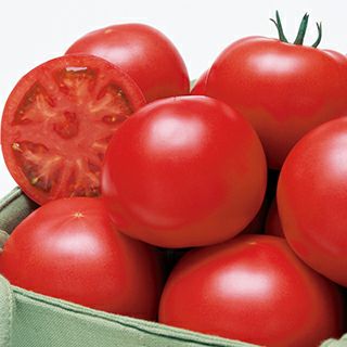 大玉トマト 種 【トマト桃太郎サニー】 50粒
