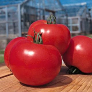 大玉トマト 種 【 トマト桃太郎ヨーク DF 】