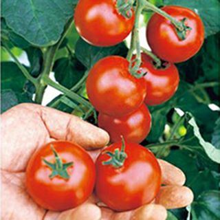 中玉トマト 種 【 ルイ60 DF 】