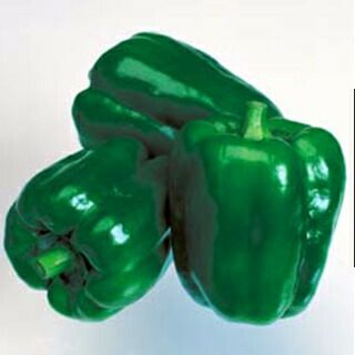 ピーマン 種 【 ニュー・エース 】