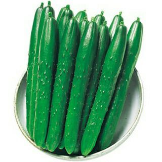 きゅうり 種 【京しずく】 350粒