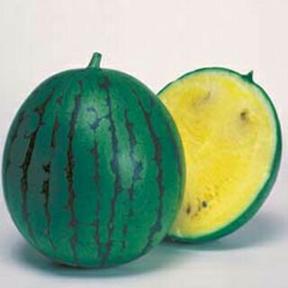 スイカ 種 【 ニューこだま 】