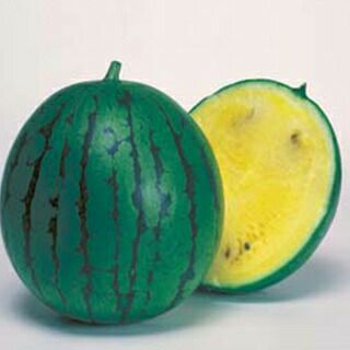 スイカ 種 【ニューこだま】 200粒