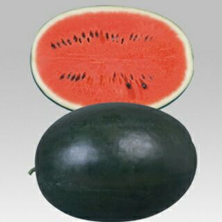 スイカ 種 【ピロマスタ2】 200粒