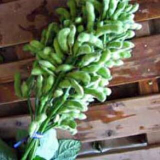 枝豆 種 【 東葛みどり１Ｌ 】 種子 １Ｌ