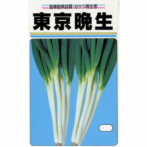 ネギ 種 【 東京晩生２０ｍｌ 】 種子