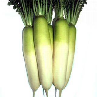 大根 種 【 YR夏岬 】 種子 2dl缶