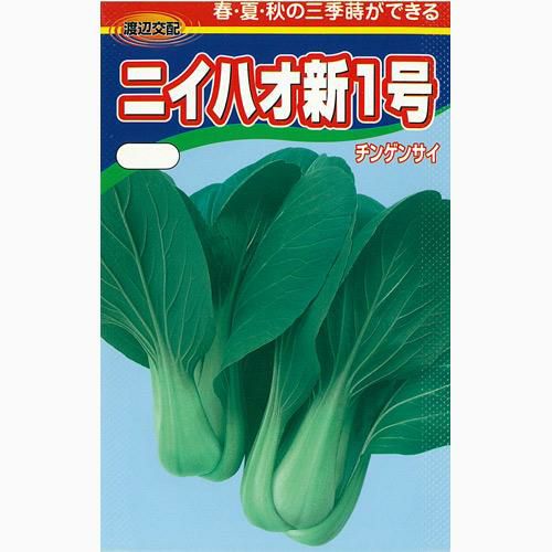 ちんげん菜 種 【 ニイハオ新１号 】 種子 コート５千粒