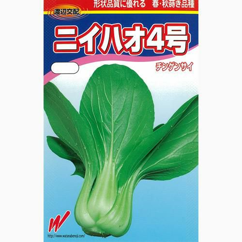 ちんげん菜 種 【 ニイハオ４号 】 種子 コート５千粒