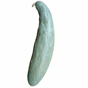 かぼちゃ 種 【甘龍】 5粒