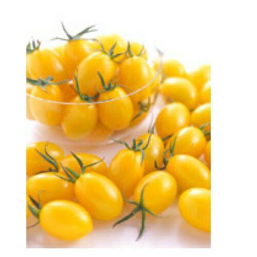 ミニトマト 種 【イエローアイコ 実咲】