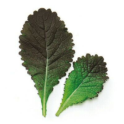 ベビーリーフ 種 【 レッドマスタード（赤大葉） 】 種子 1L