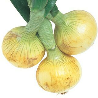 たまねぎ 種 【 チャージＩＩ 】 20ml