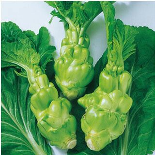 中国野菜 種 【 四川搾菜（ザーサイ）　 】