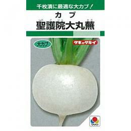カブ 種 【 聖護院大丸 】 種子