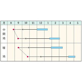 葉菜類 種 【 赤大葉高菜 】 小袋(MF 7ml) ( 葉菜類の種 )
