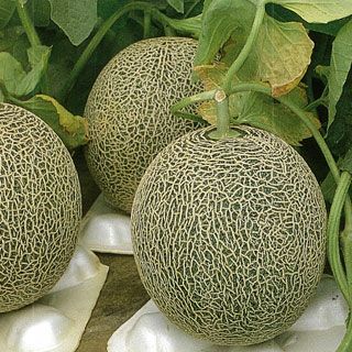 メロン 種 【タカミ】 100粒