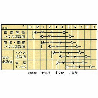 メロン 種 【タカミ】 100粒