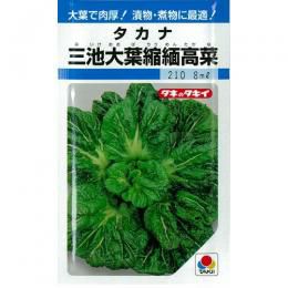 【 三池大葉縮緬高菜 】 種子